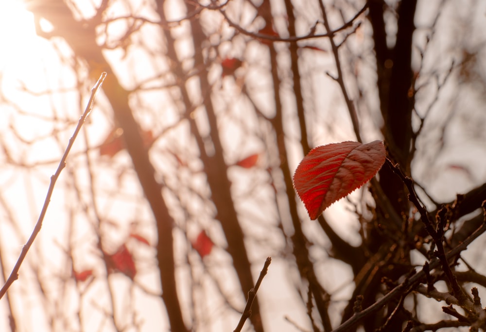 a red leaf on a tree branch in front of the sun