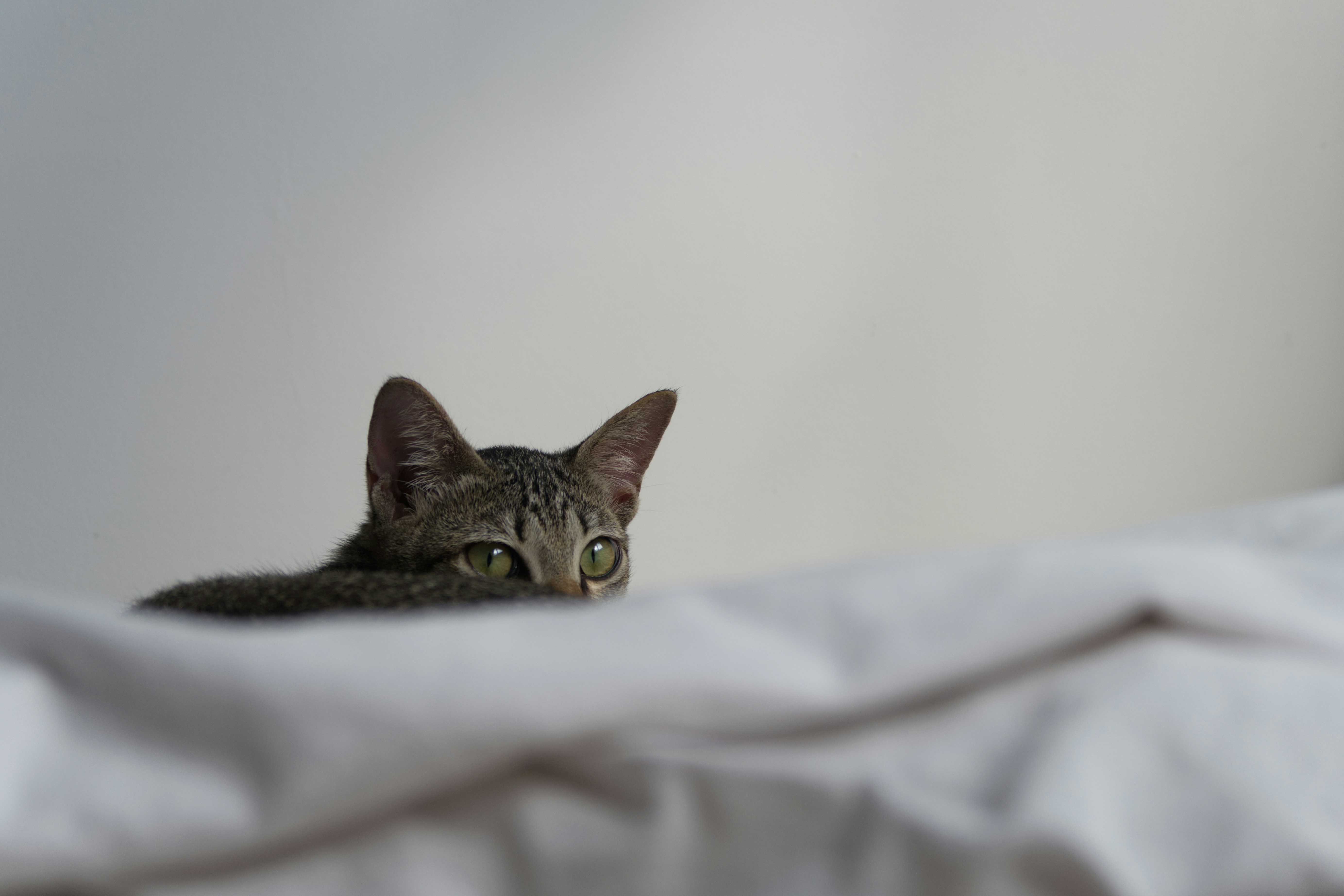 A grey and black tortoise cat looking back.  There is a grey background and slighty out of focus messy sheets in the foreground.