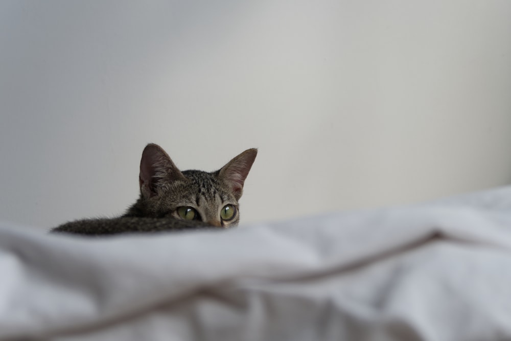 a close up of a cat laying on a bed