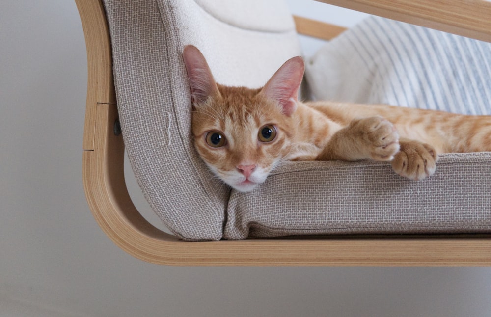 a cat laying on a chair looking at the camera