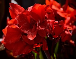 a close up of a bunch of canna lilys