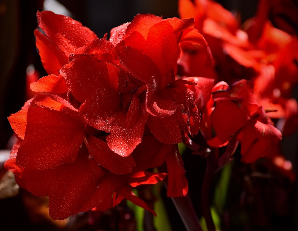 a close up of a bunch of red flowers