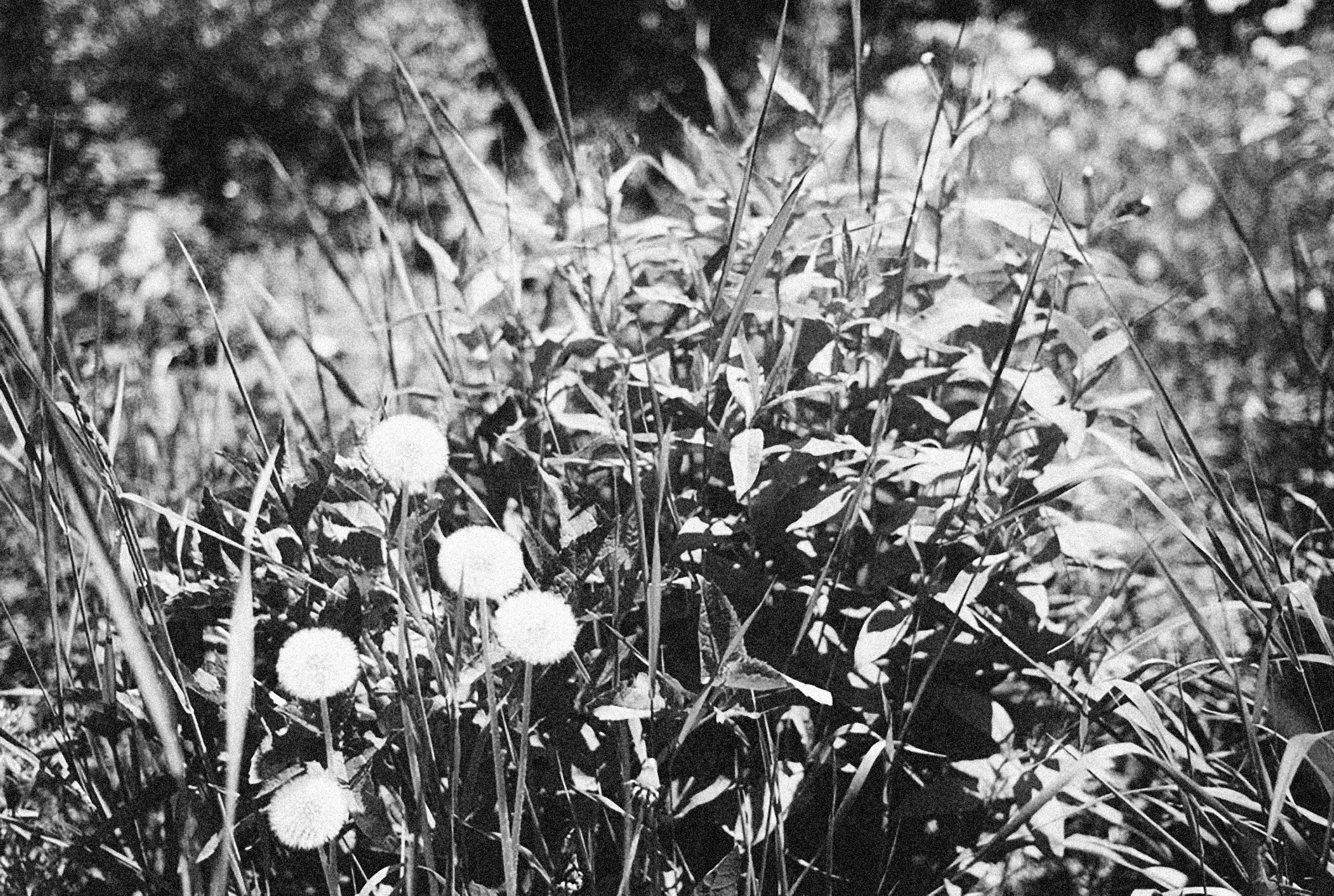 Photo by alexeydemidov