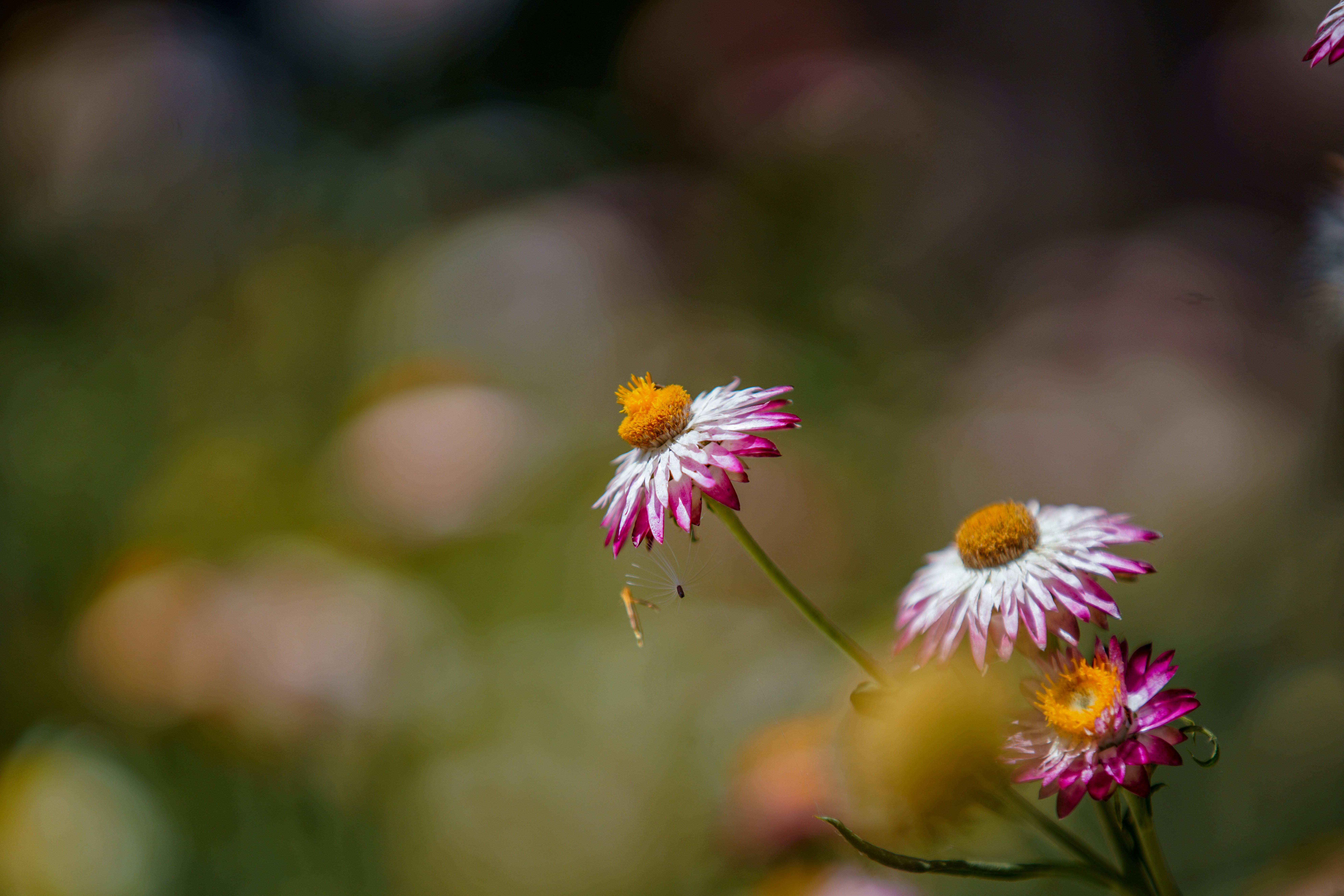 Photo by harshitmishra_0905