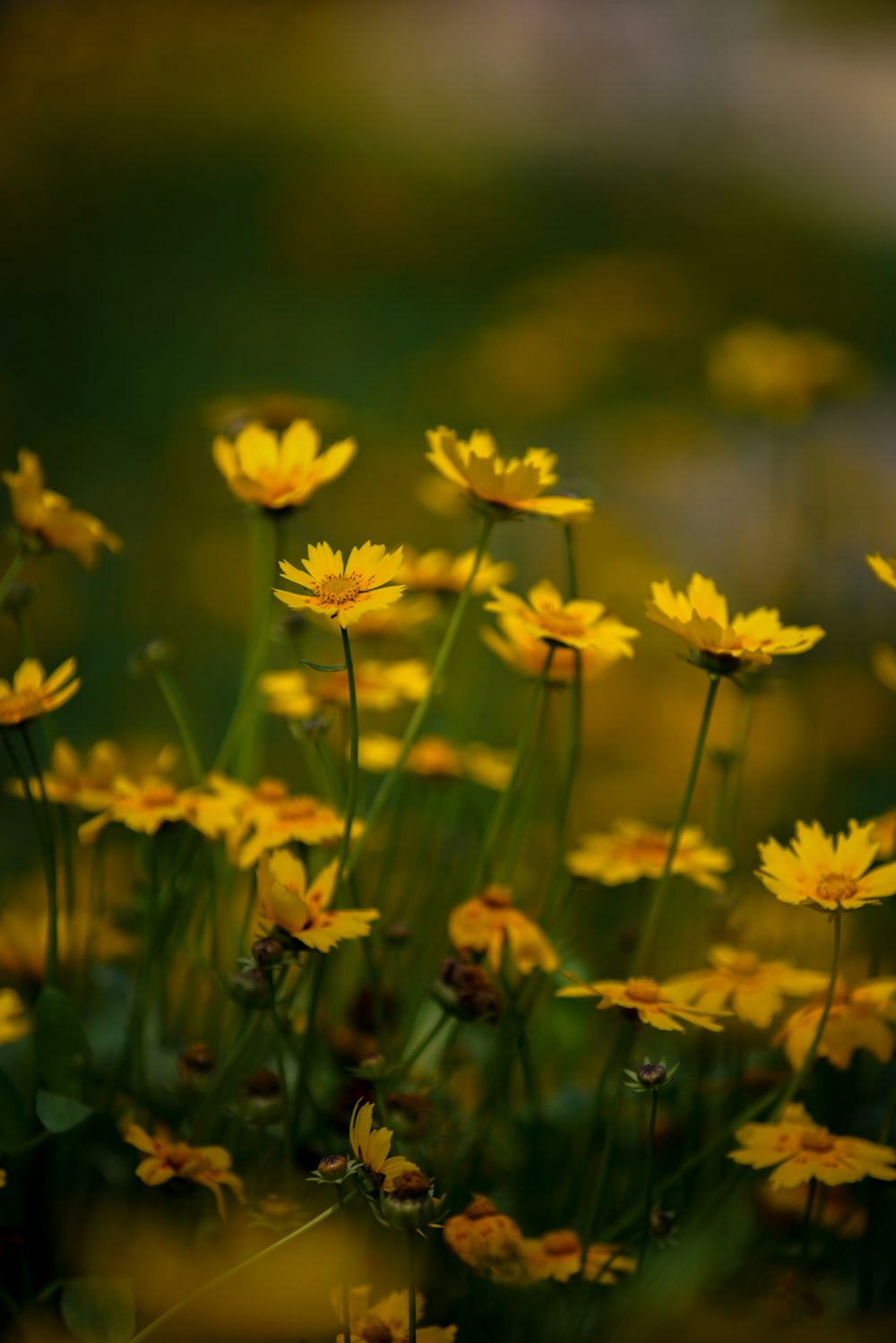 a bunch of yellow flowers in a field