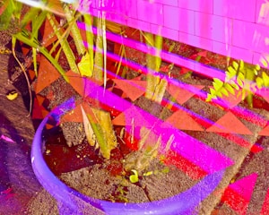 A vibrant and abstract composition featuring a plant with broad leaves planted in a blue pot. Bright pink and purple geometric patterns overlay the image, creating an energetic and surreal effect. The background includes earthy textures that provide contrast to the vivid colors.