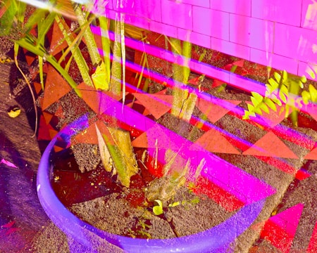 A vibrant and abstract composition featuring a plant with broad leaves planted in a blue pot. Bright pink and purple geometric patterns overlay the image, creating an energetic and surreal effect. The background includes earthy textures that provide contrast to the vivid colors.