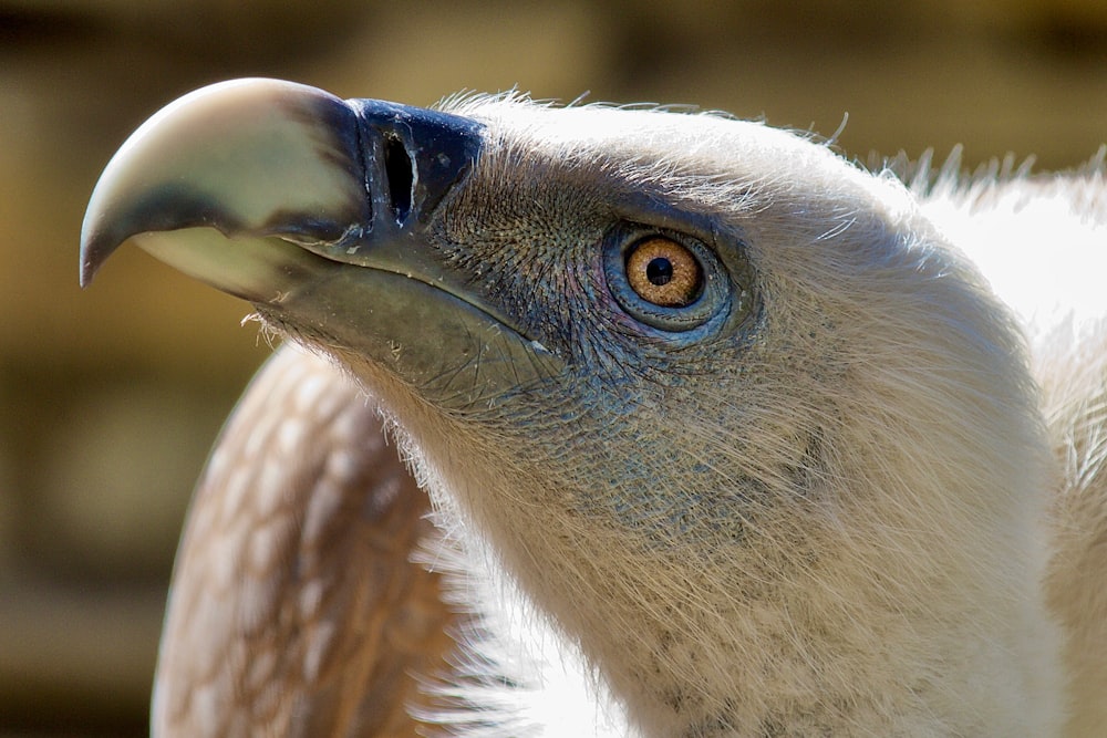 a close up of a bird of prey