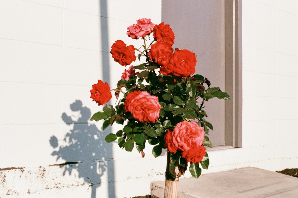 Un jarrón lleno de flores rojas junto a un edificio blanco