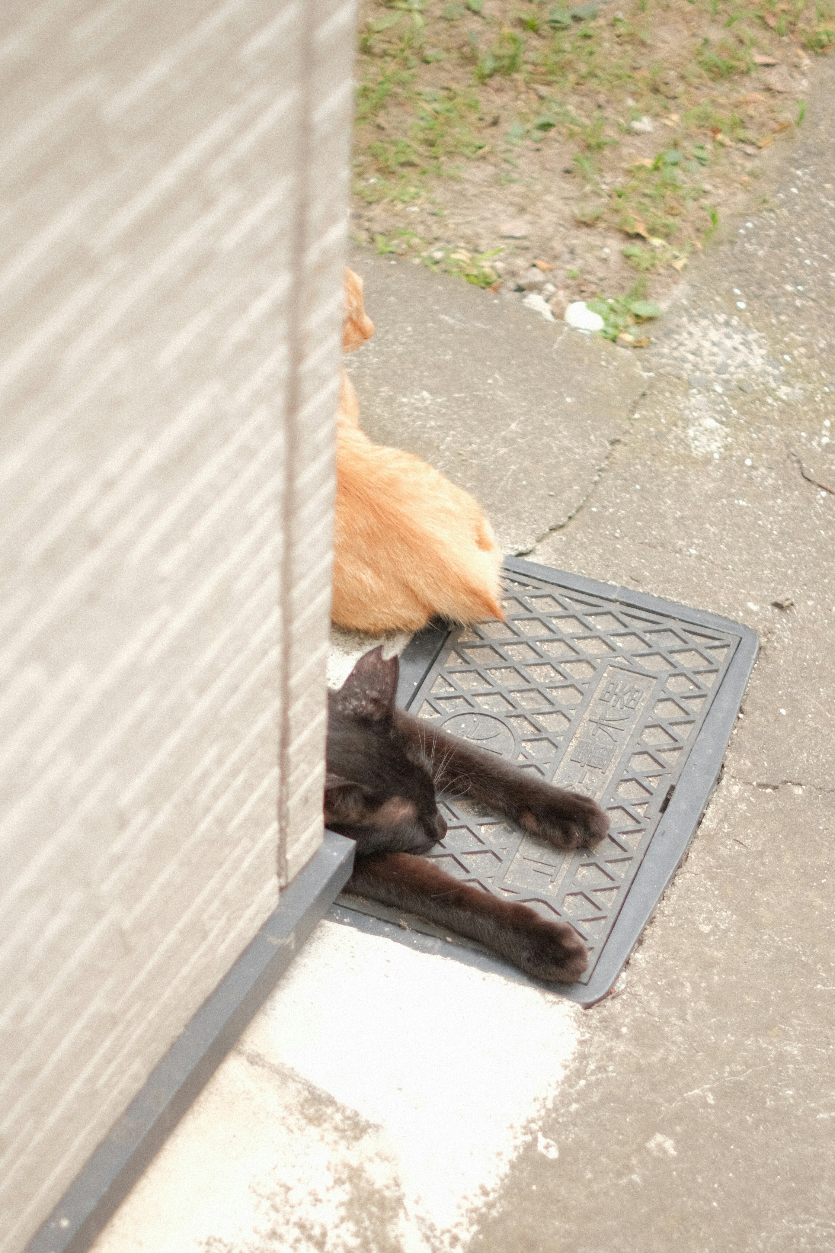 A cat laying on the ground next to a door photo – Free Cat Image on ...