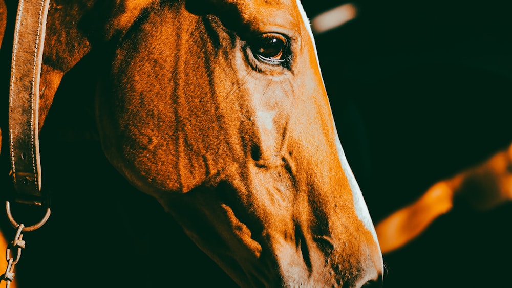 a close up of a brown horse's face