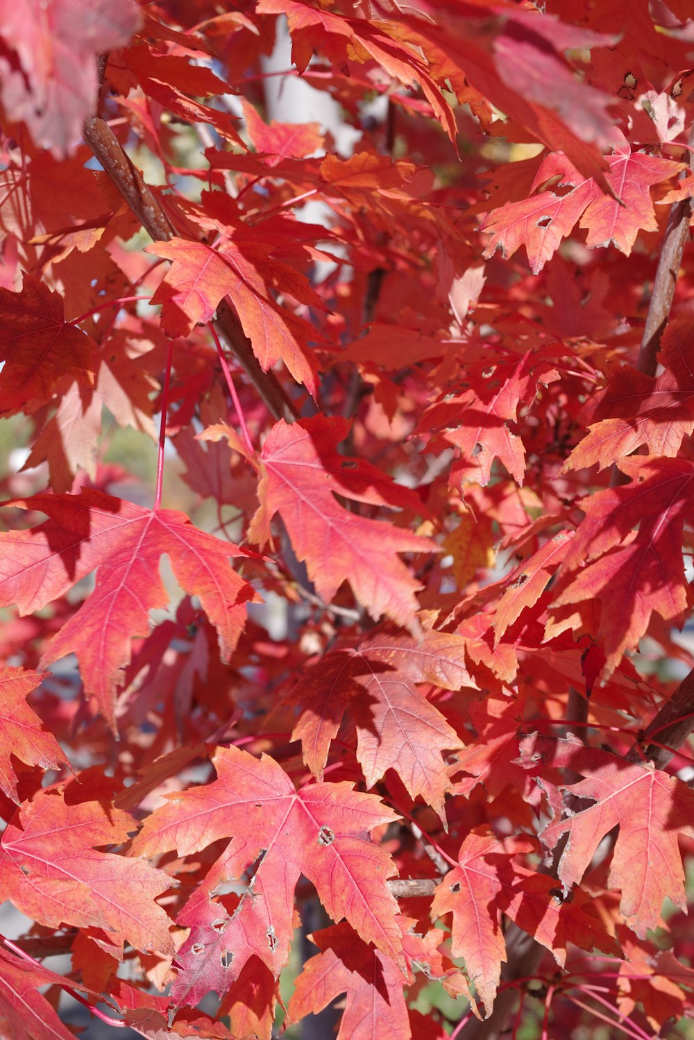 a tree with red leaves in the fall