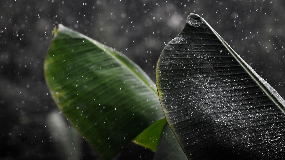 a green leaf with water droplets on it