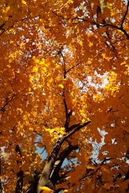 An ISA certified arborist gently pruning a tall maple tree on a bright autumn day.