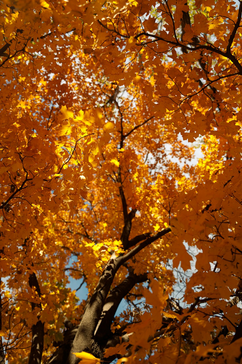 a tree with yellow leaves and a blue sky in the background