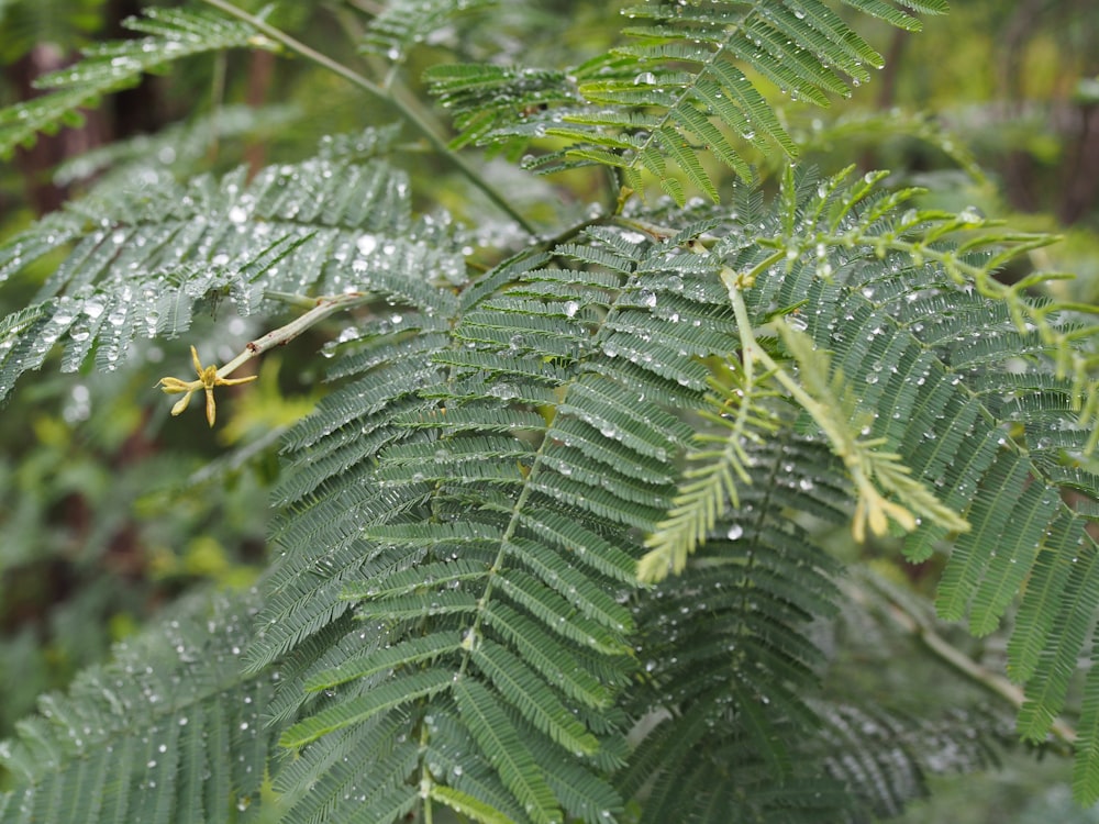 a close up of a leaf with water droplets on it