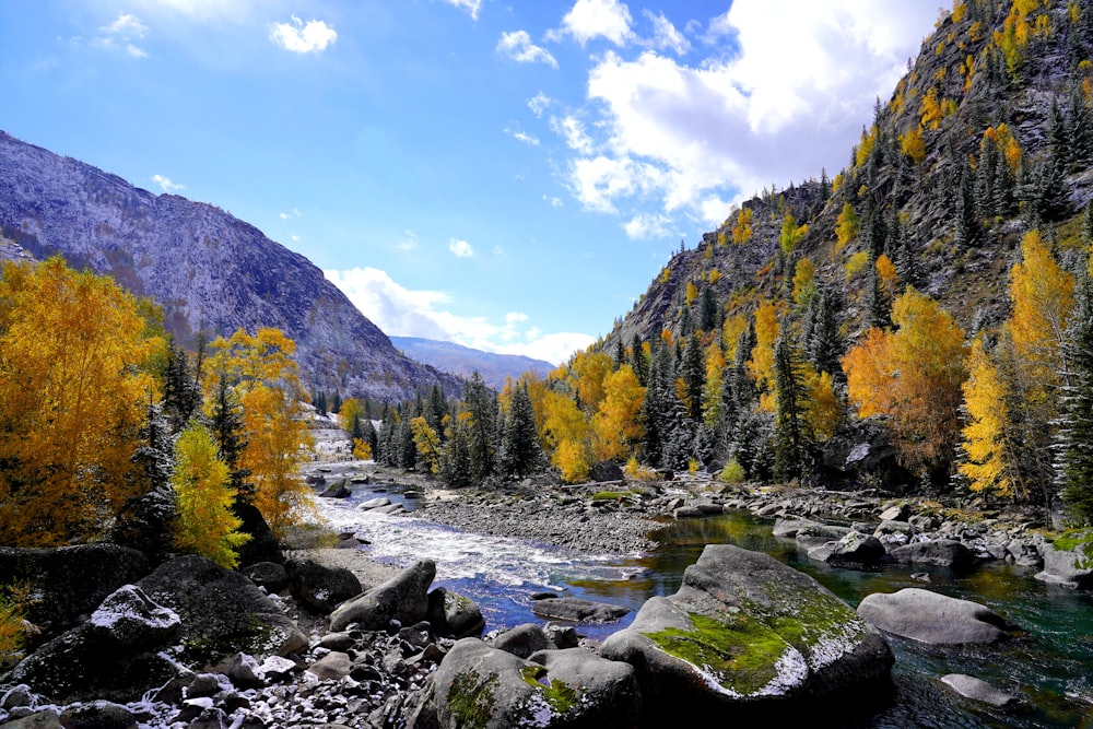 a river running through a forest filled with lots of trees