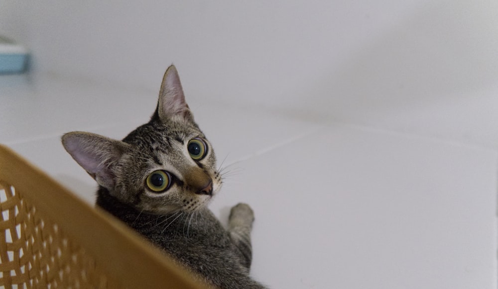 a cat sitting in a laundry basket looking up