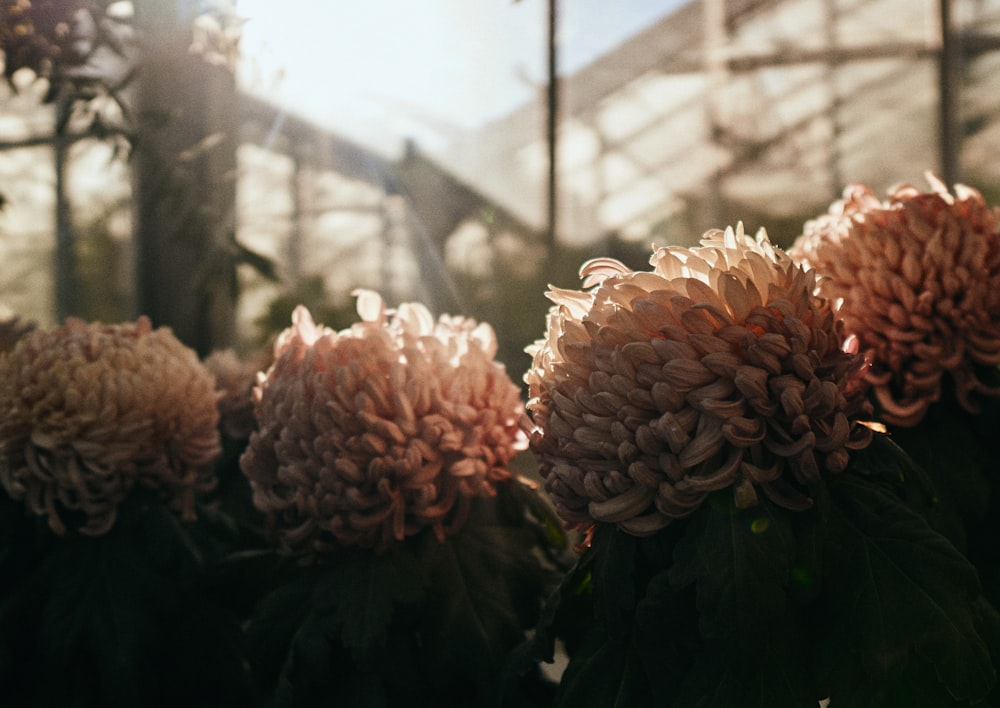 a close up of a bunch of flowers in a greenhouse