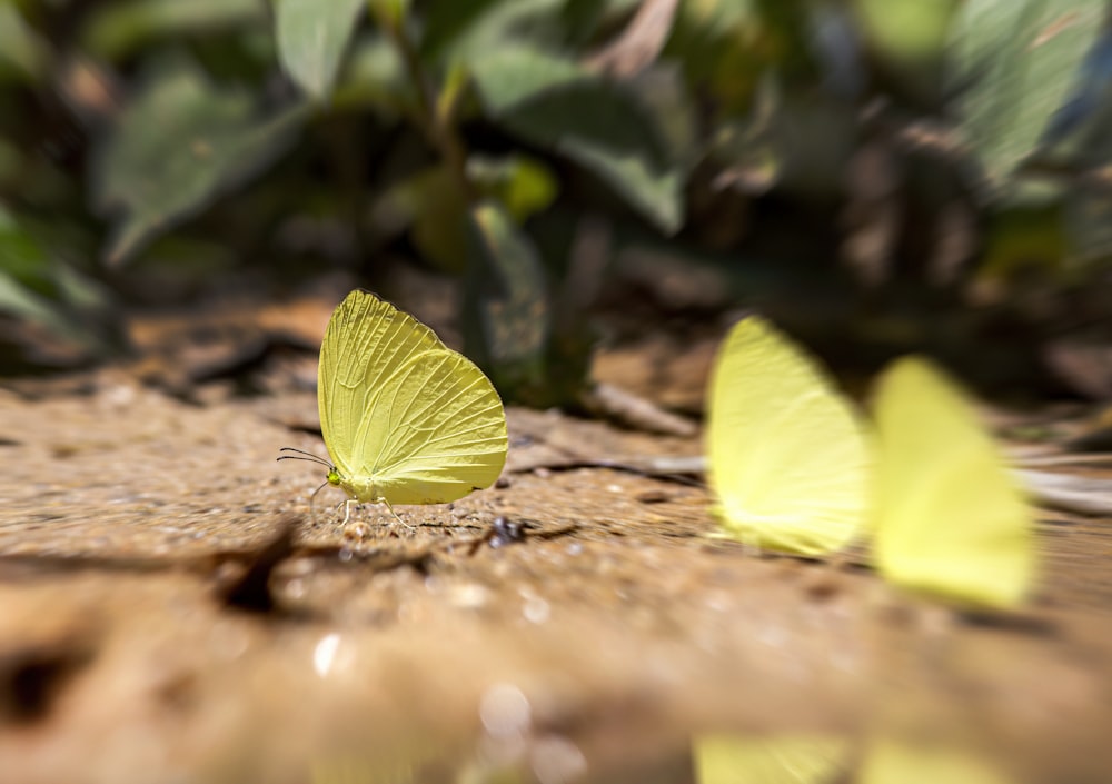 a yellow butterfly sitting on top of a wooden floor