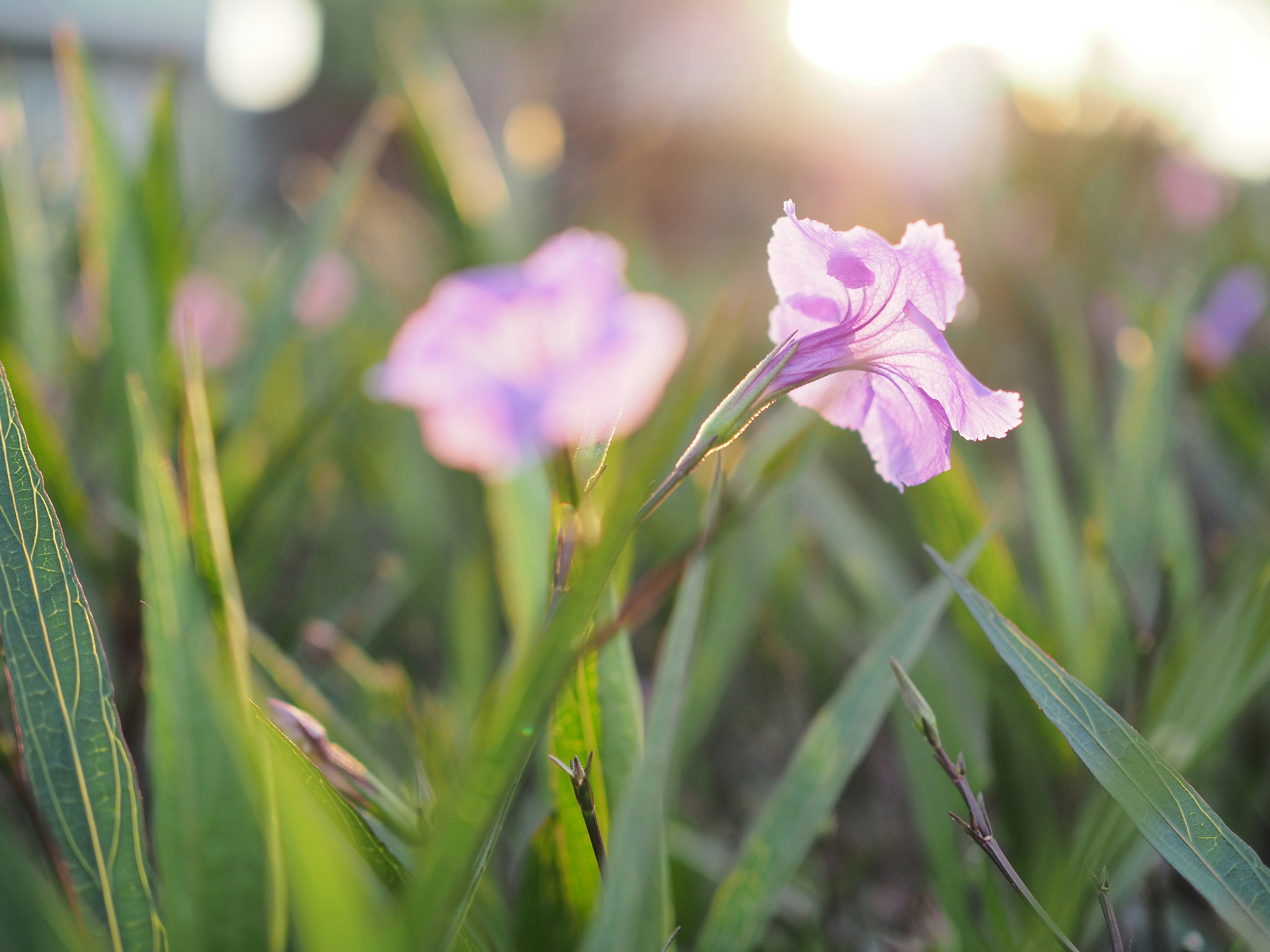 Photo by haimourinho