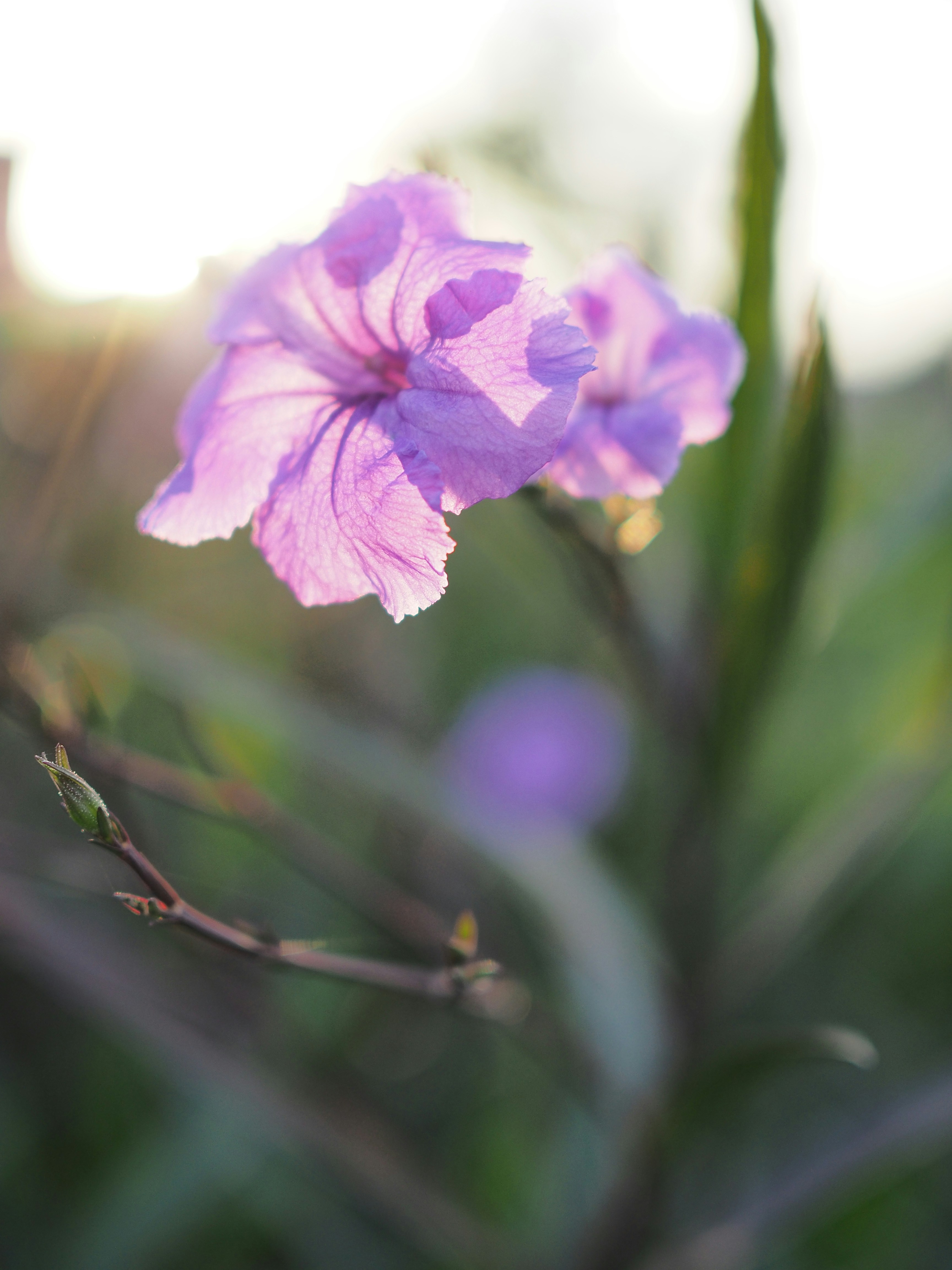 Photo by haimourinho