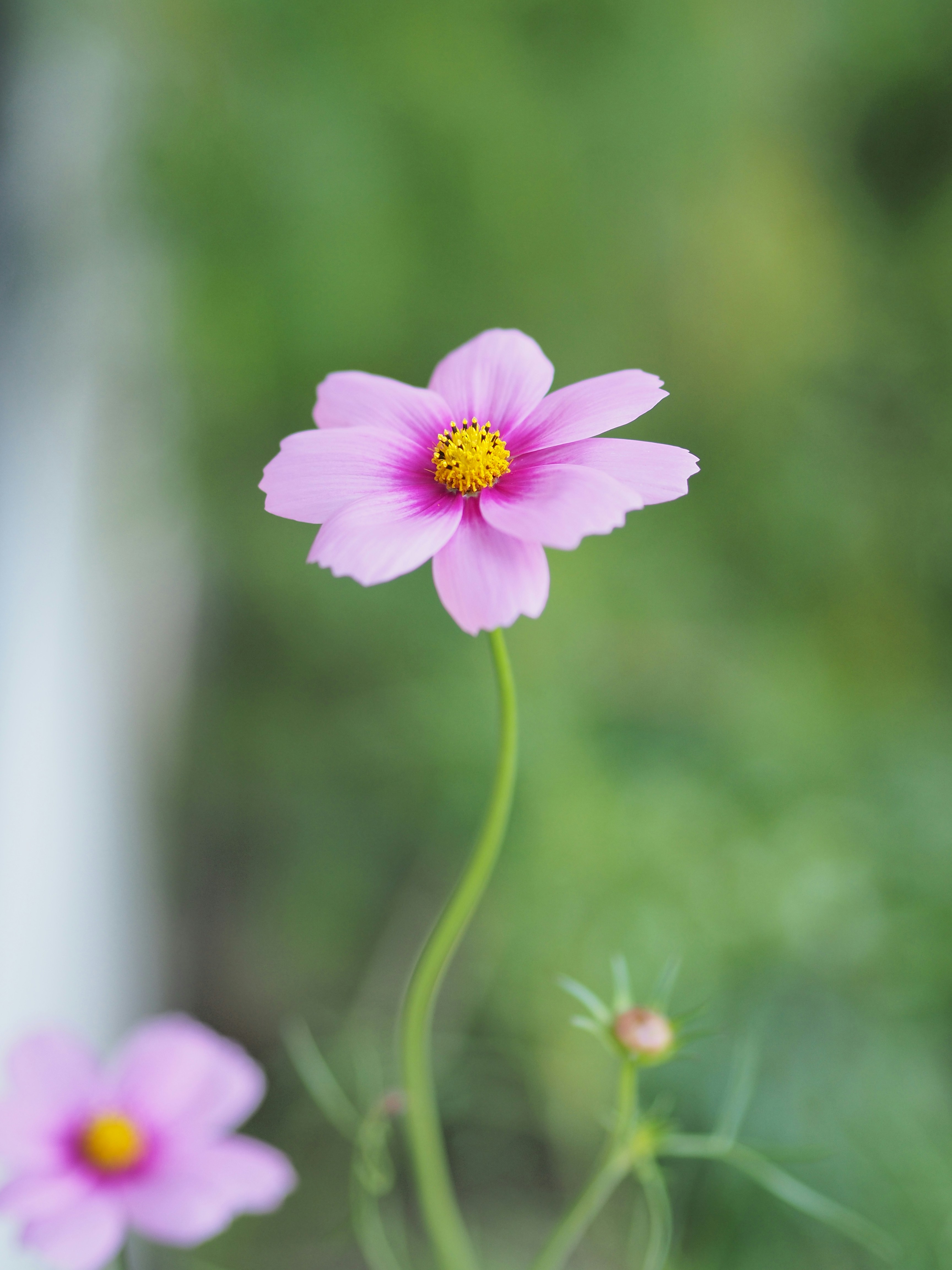 Photo by haimourinho