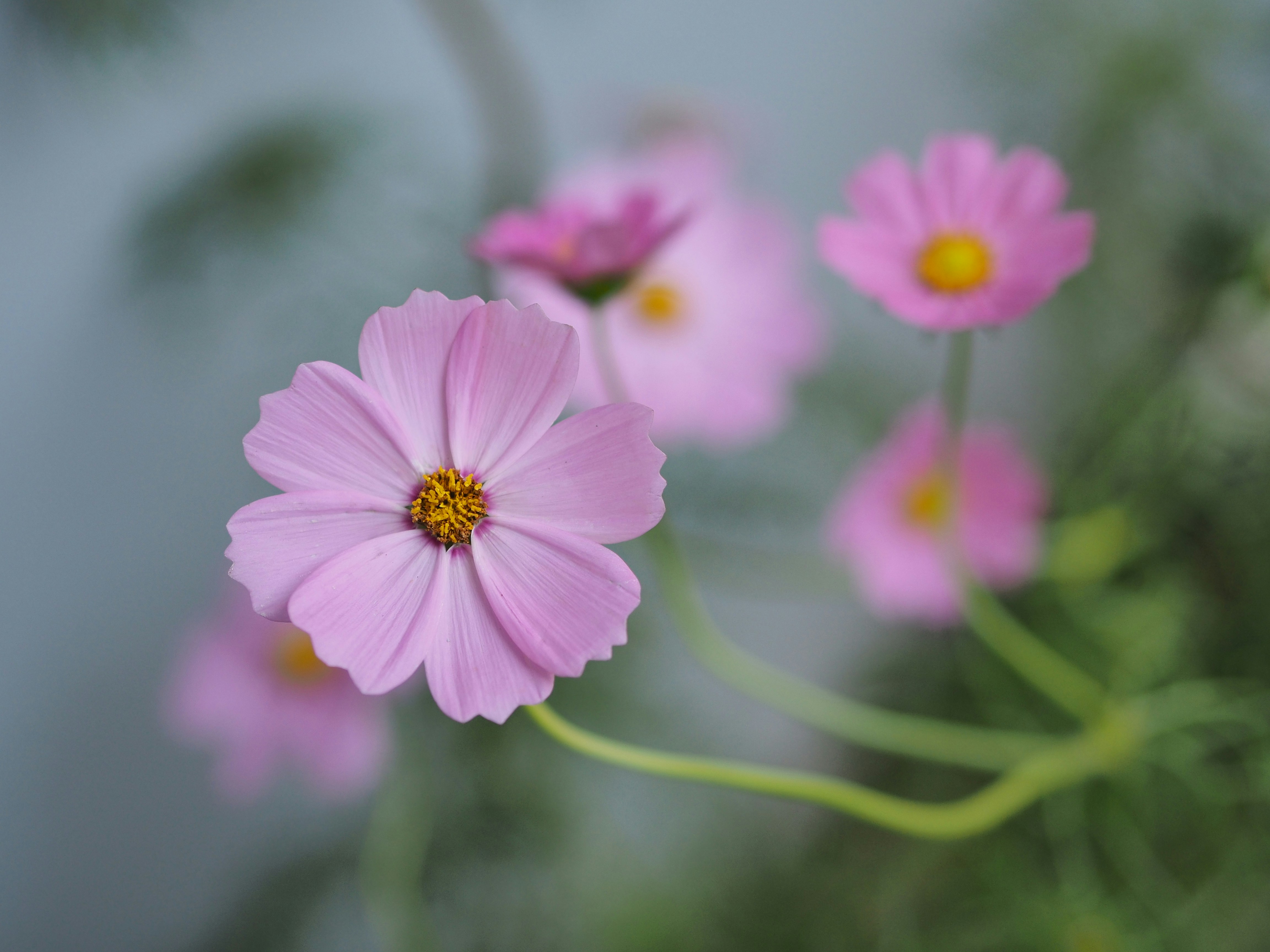 Photo by haimourinho