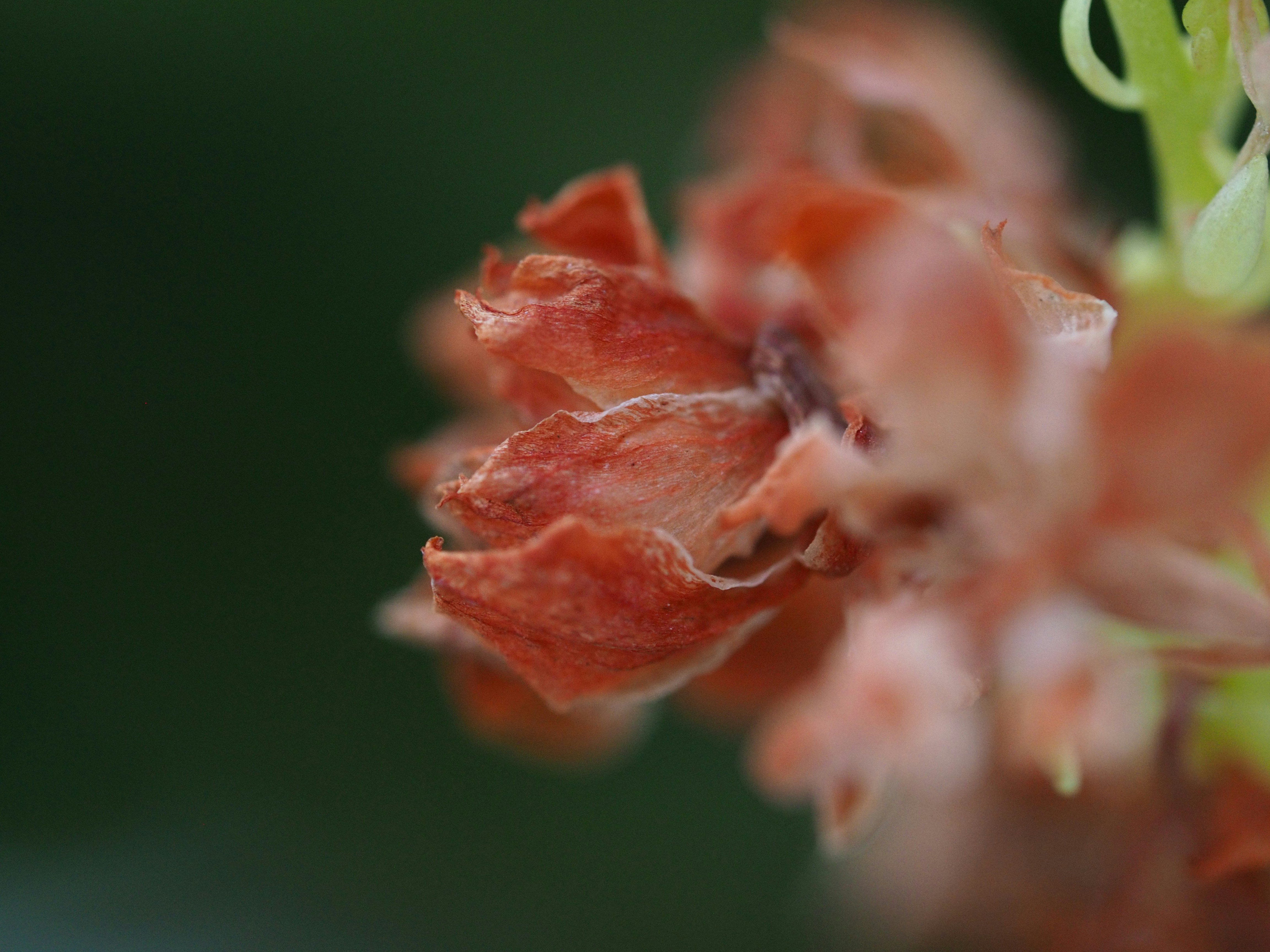 Photo by haimourinho