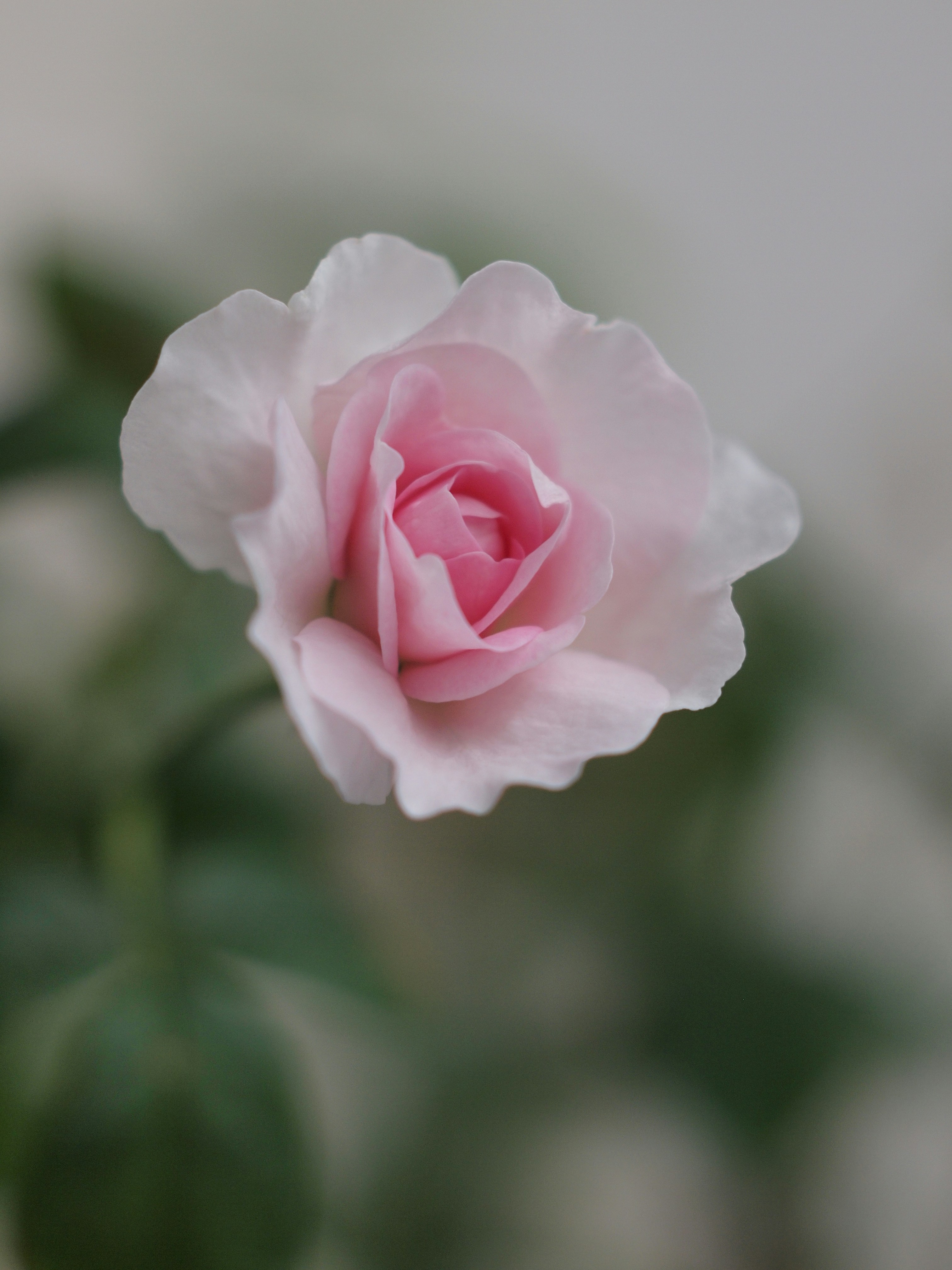 Photo by haimourinho