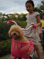 A small fluffy dog with curly fur sits in a bright pink basket attached to the front of a bicycle. A young girl with dark hair, wearing a striped dress, is holding the bicycle's handlebars. The background features greenery and another child partly visible, also on a bicycle.
