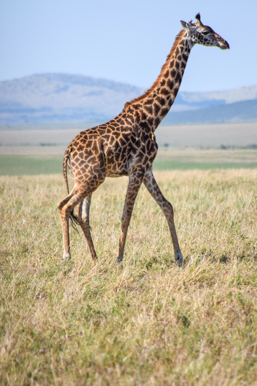 a giraffe walking across a dry grass field