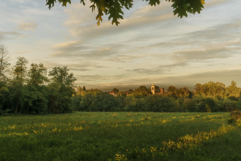 a grassy field with trees in the background