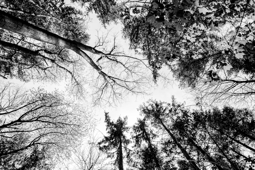 a black and white photo of trees looking up at the sky