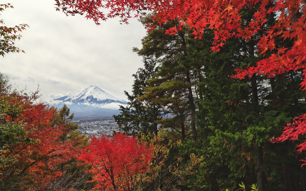 a view of a mountain through the trees