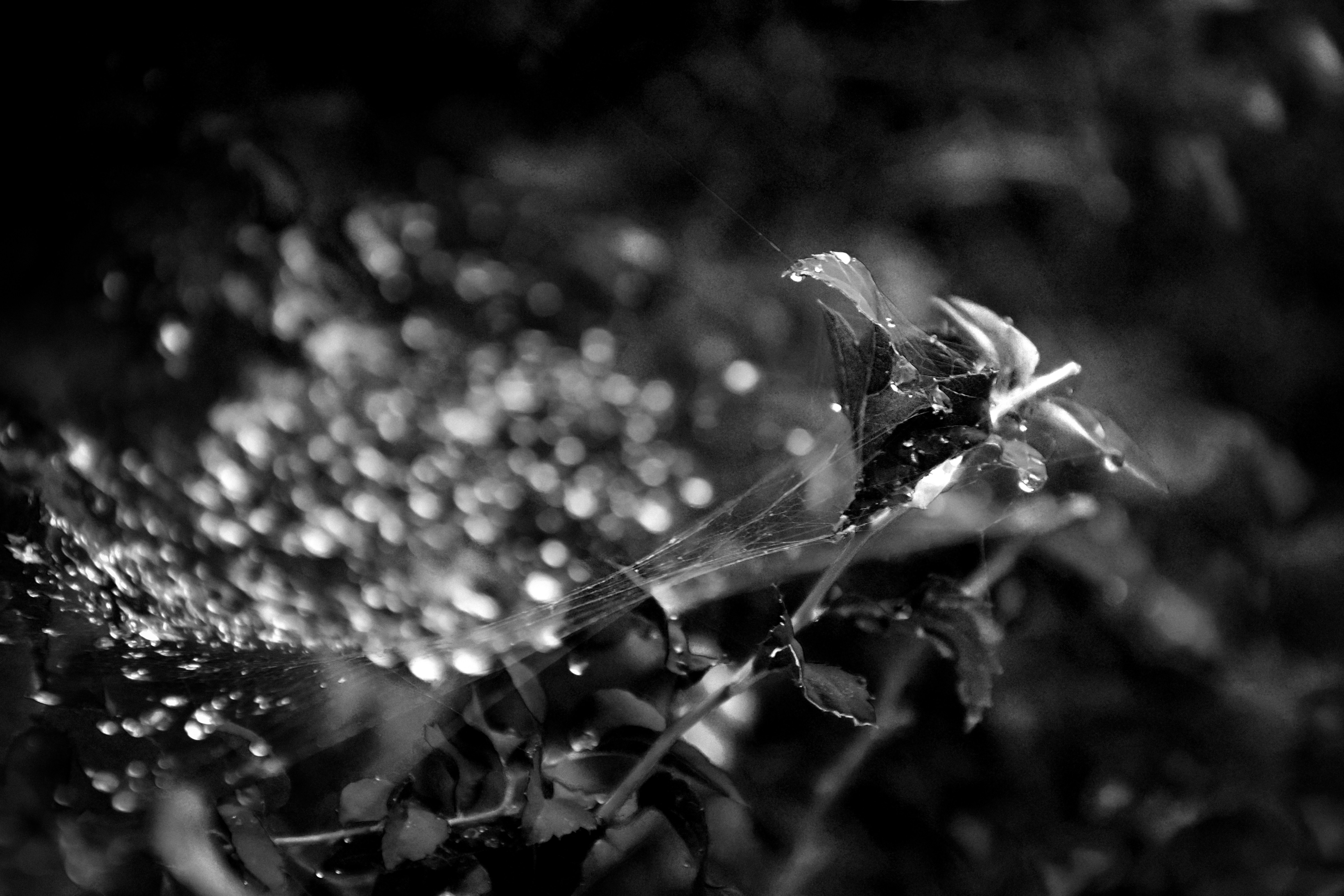 Photo by impermanent