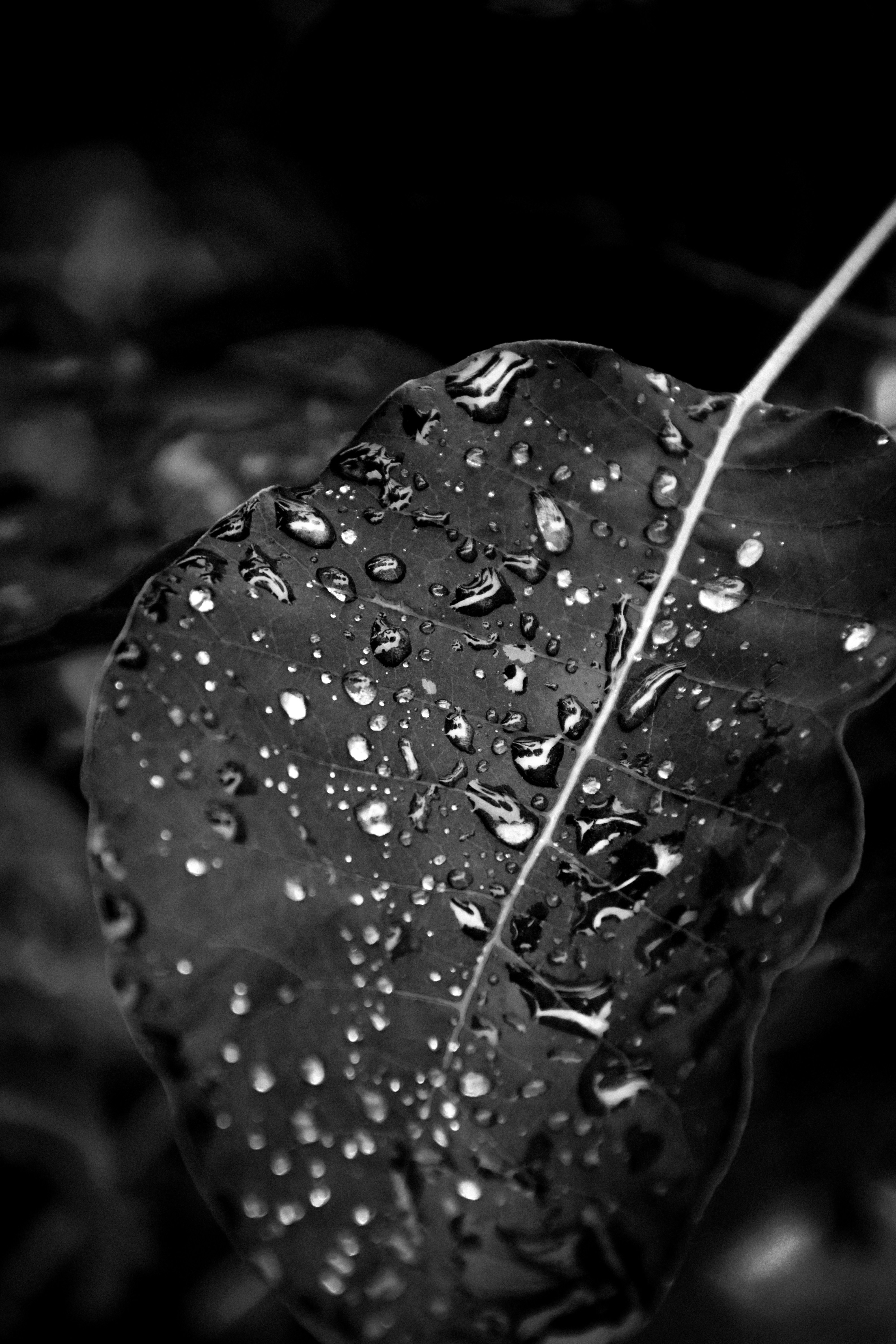 Photo by impermanent