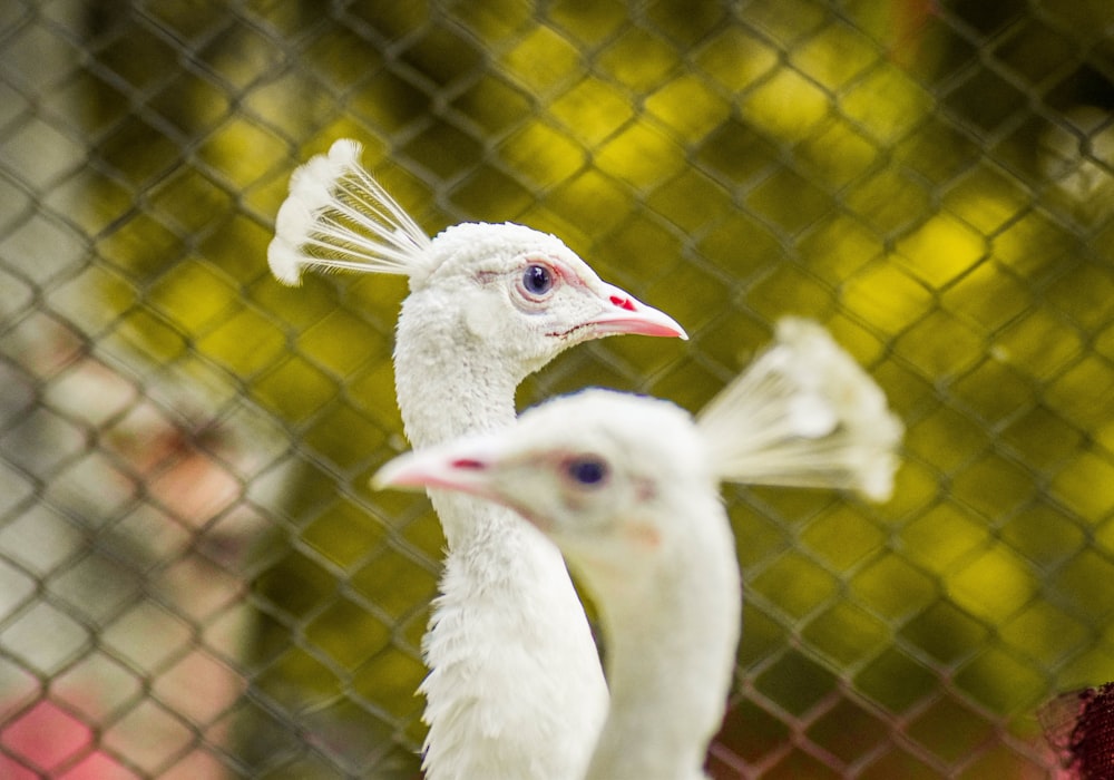 a couple of white birds standing next to each other