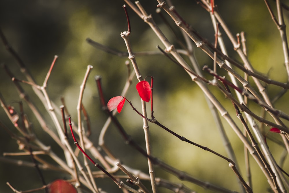 a branch with red leaves and a blurry background