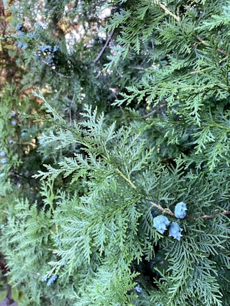 Dense cluster of green cedar branches with fine, overlapping leaves, displaying a natural texture. Small pine cones can be seen scattered among the foliage.
