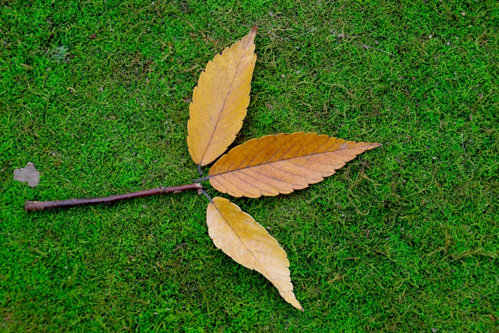 a single leaf laying on the ground in the grass