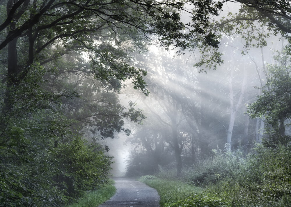 Eine Straße mitten im Wald an einem nebligen Tag