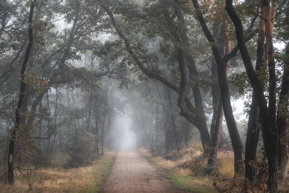 a dirt road in the middle of a forest on a foggy day