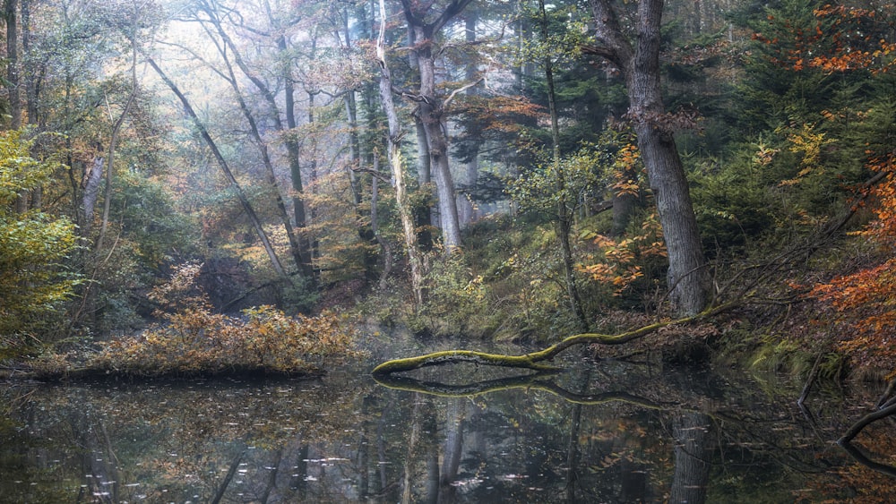 um corpo de água cercado por árvores em uma floresta