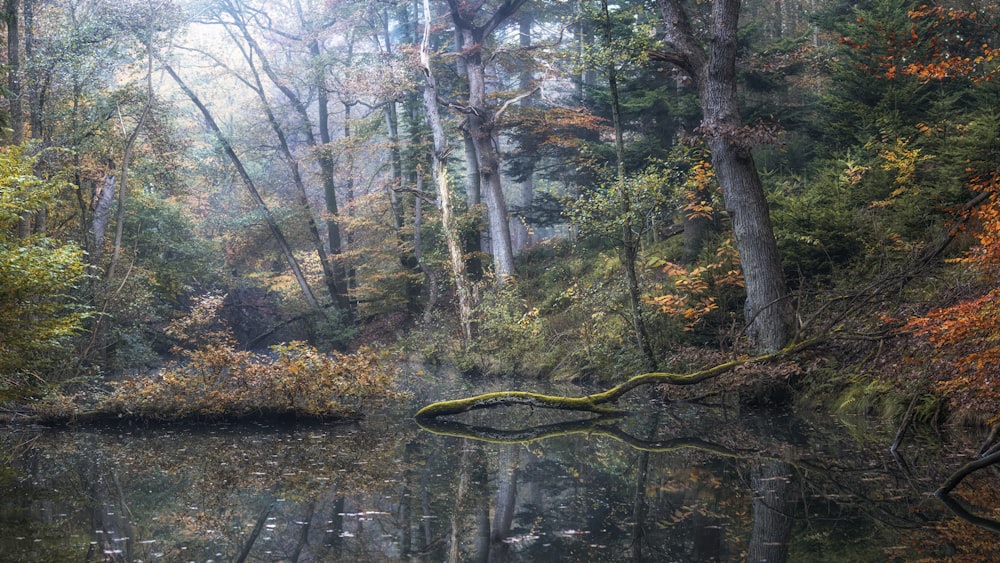 a body of water surrounded by trees in a forest