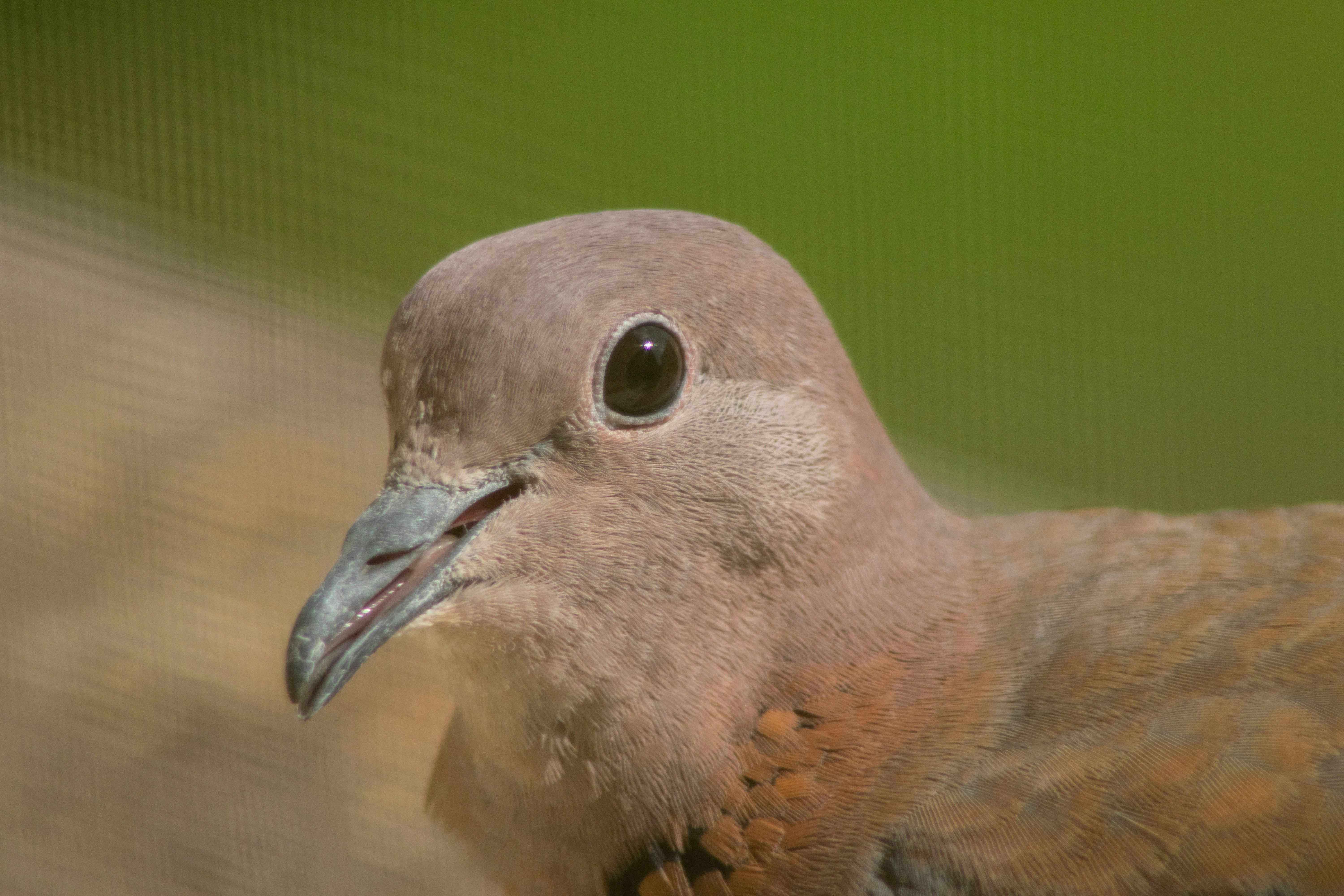 Birdbuddy Akıllı Sinekkuşu Yemliği Pro Solar İndirimi