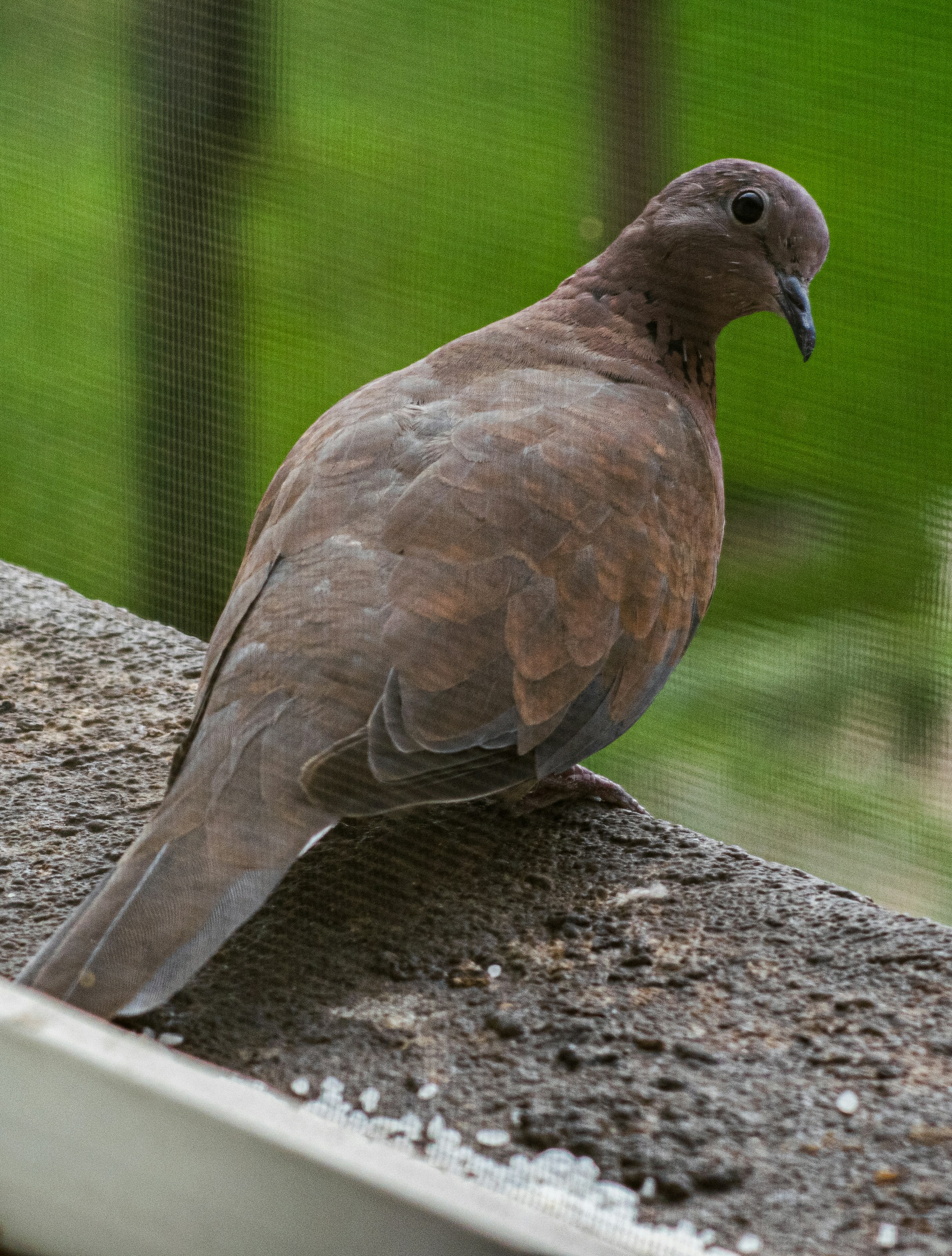 a bird is sitting on a ledge outside