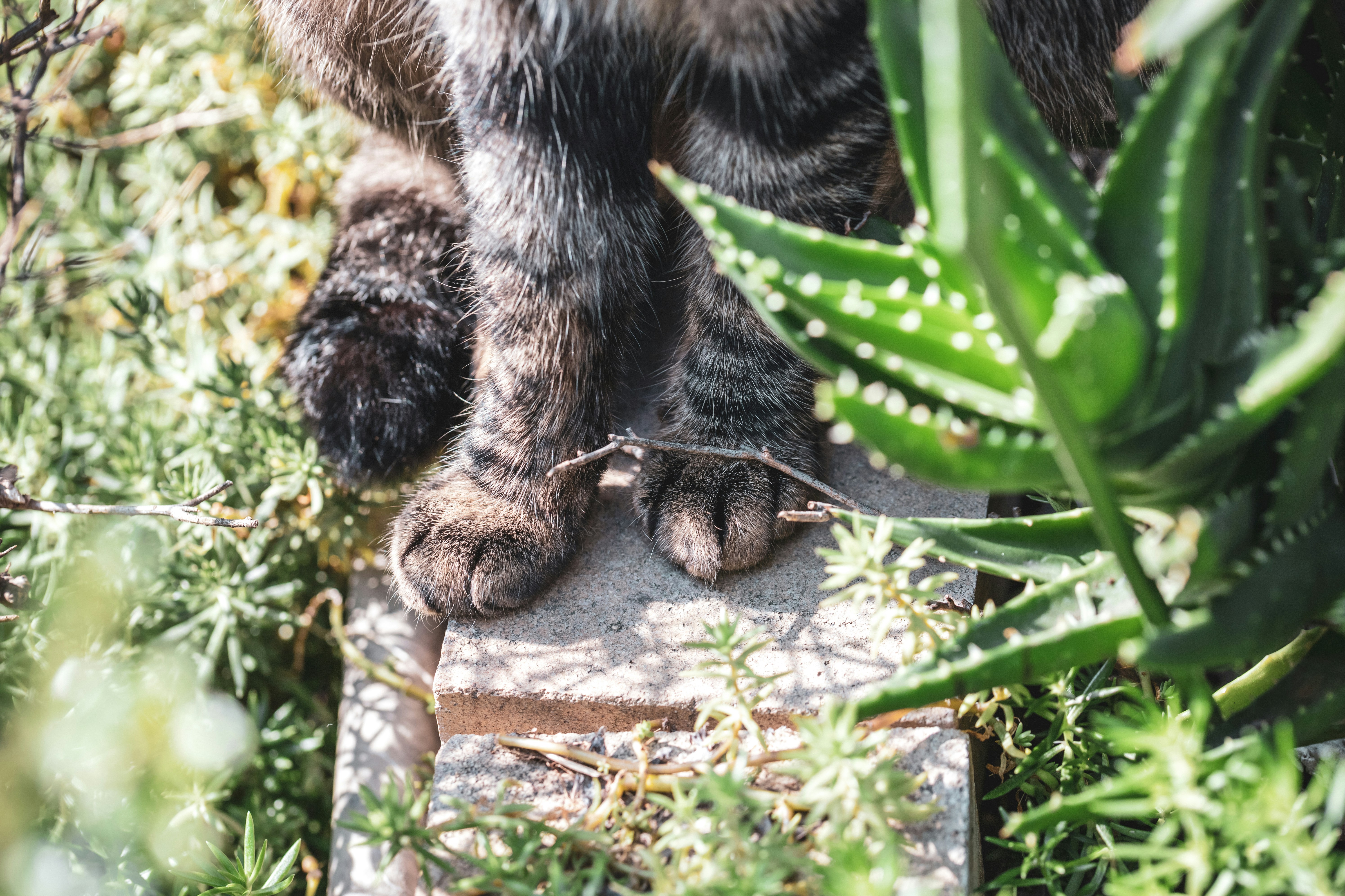 Dinofelis Had Retractable Claws That Never Dulled (image credits: unsplash)