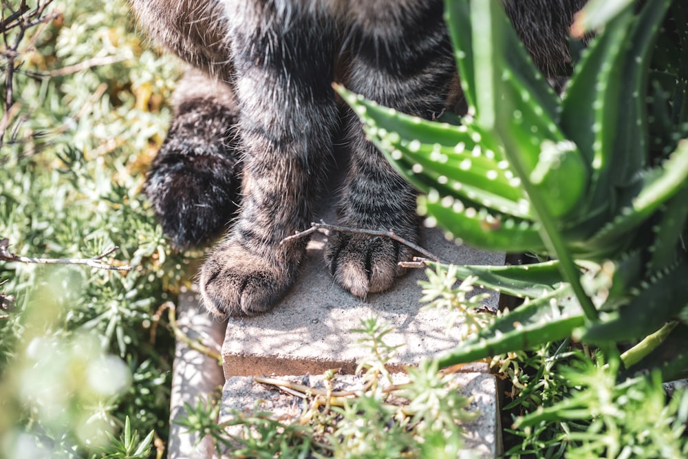 a close up of a cat's paw and claws