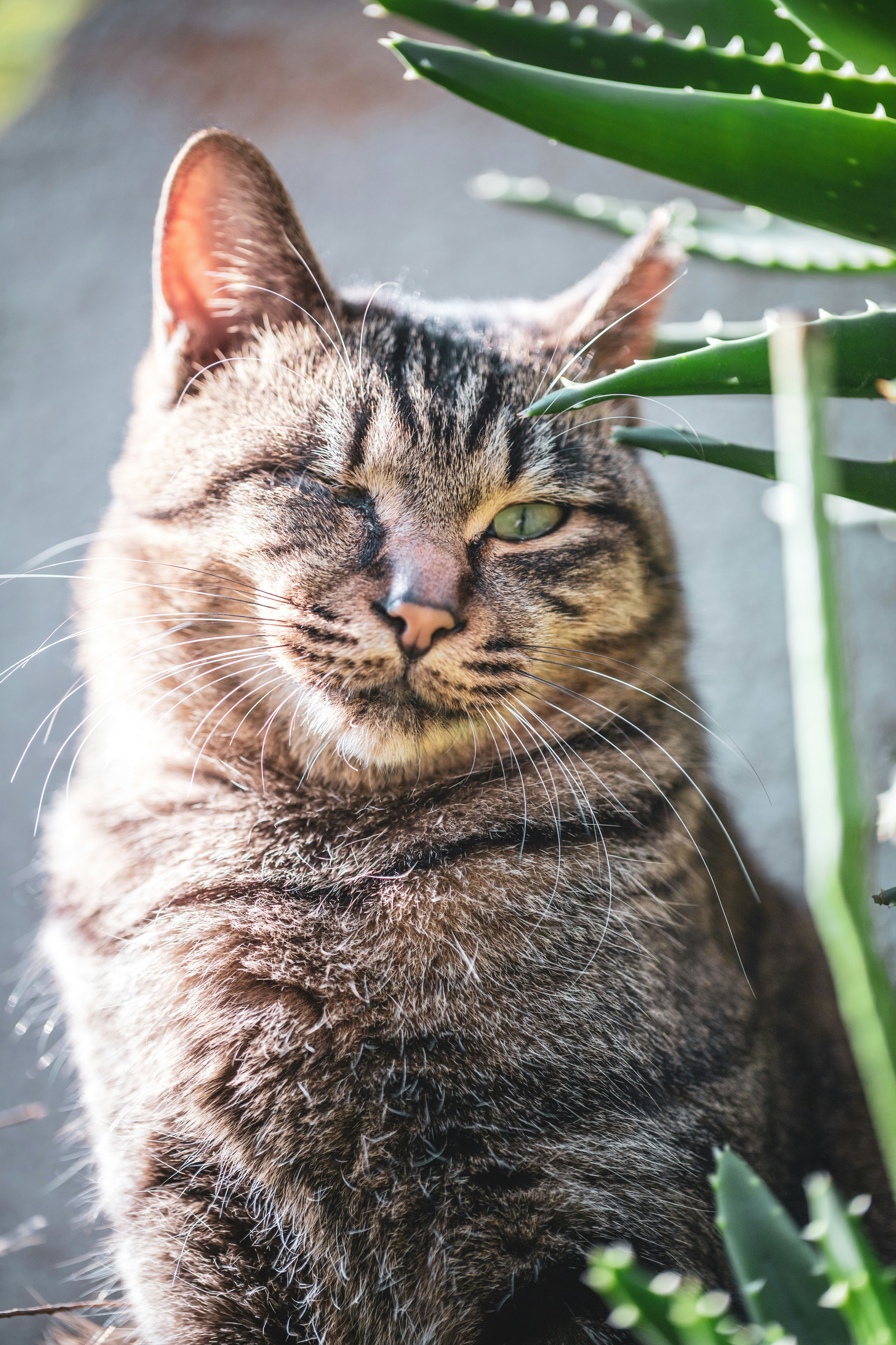 Purring in Your Presence (image credits: unsplash)